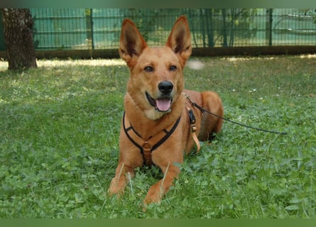 Red Teddy - mag Menschen, Spielen und Spazierengehen - Tierhilfe Franken e.V.