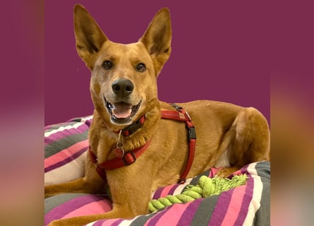 Red Teddy - mag Menschen, Spielen und Spazierengehen - Tierhilfe Franken e.V.