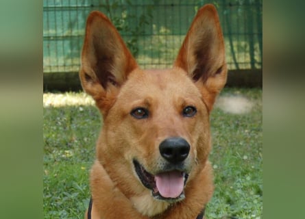 Red Teddy - mag Menschen, Spielen und Spazierengehen - Tierhilfe Franken e.V.