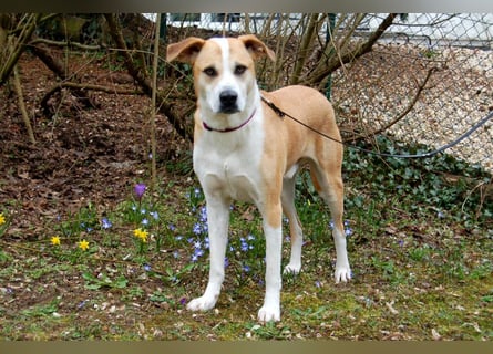 Lounis - großer Kuschelbär - Tierhilfe Franken e.V.