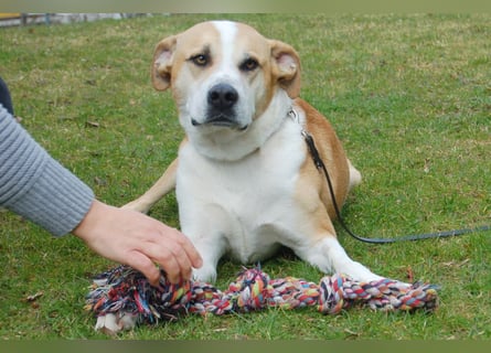 Lounis - großer Kuschelbär - Tierhilfe Franken e.V.
