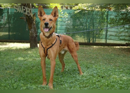 Red Teddy - mag Menschen, Spielen und Spazierengehen - Tierhilfe Franken e.V.