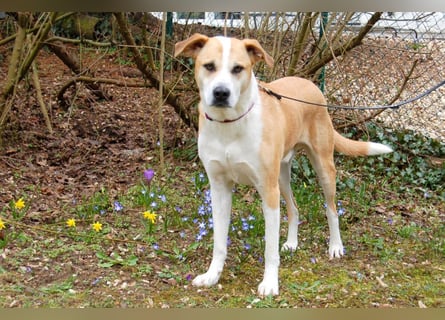 Lounis - großer Kuschelbär - Tierhilfe Franken e.V.