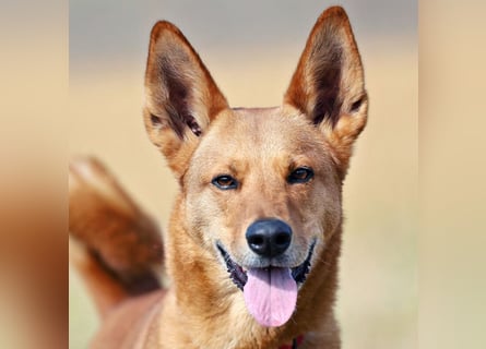 Red Teddy - mag Menschen, Spielen und Spazierengehen - Tierhilfe Franken e.V.