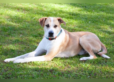 Lounis - großer Kuschelbär - Tierhilfe Franken e.V.