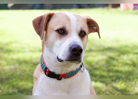Lounis - großer Kuschelbär - Tierhilfe Franken e.V.