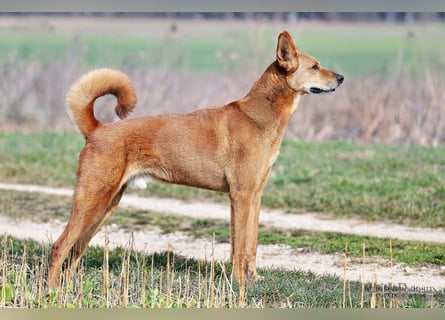 Red Teddy - mag Menschen, Spielen und Spazierengehen - Tierhilfe Franken e.V.