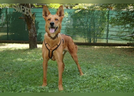 Red Teddy - mag Menschen, Spielen und Spazierengehen - Tierhilfe Franken e.V.