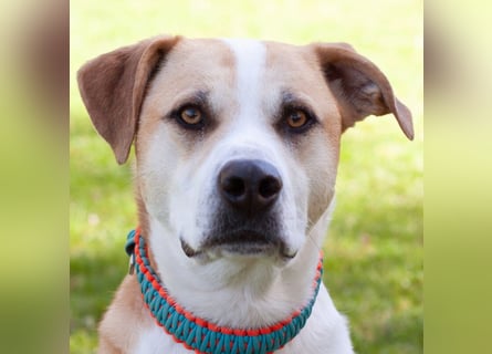 Lounis - großer Kuschelbär - Tierhilfe Franken e.V.