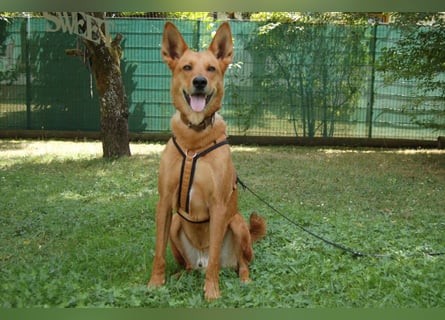 Red Teddy - mag Menschen, Spielen und Spazierengehen - Tierhilfe Franken e.V.