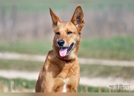 Red Teddy - mag Menschen, Spielen und Spazierengehen - Tierhilfe Franken e.V.