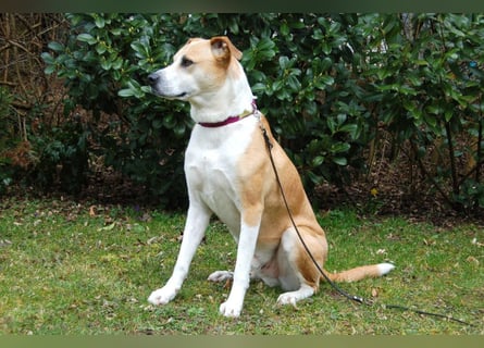 Lounis - großer Kuschelbär - Tierhilfe Franken e.V.