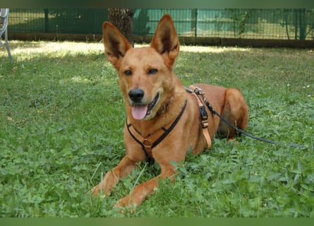 Red Teddy - mag Menschen, Spielen und Spazierengehen - Tierhilfe Franken e.V.