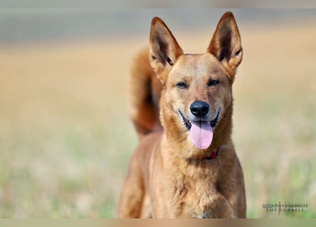Red Teddy - mag Menschen, Spielen und Spazierengehen - Tierhilfe Franken e.V.