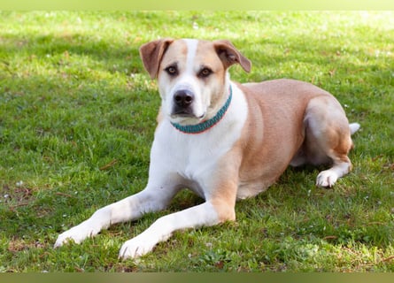 Lounis - großer Kuschelbär - Tierhilfe Franken e.V.