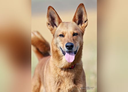 Red Teddy - mag Menschen, Spielen und Spazierengehen - Tierhilfe Franken e.V.