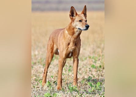 Red Teddy - mag Menschen, Spielen und Spazierengehen - Tierhilfe Franken e.V.
