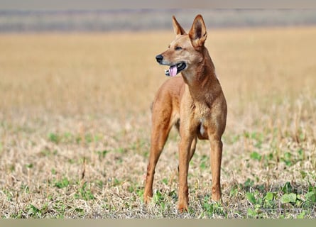 Red Teddy - mag Menschen, Spielen und Spazierengehen - Tierhilfe Franken e.V.