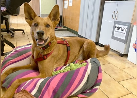 Red Teddy - mag Menschen, Spielen und Spazierengehen - Tierhilfe Franken e.V.