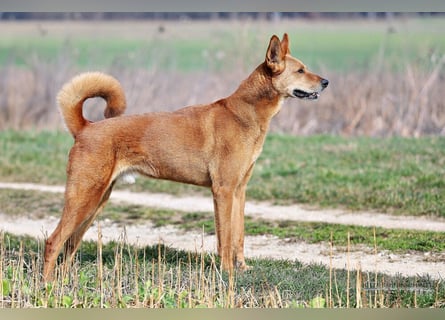 Red Teddy - mag Menschen, Spielen und Spazierengehen - Tierhilfe Franken e.V.