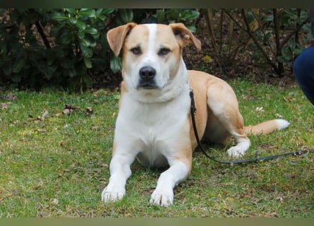 Lounis - großer Kuschelbär - Tierhilfe Franken e.V.