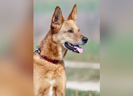 Red Teddy - mag Menschen, Spielen und Spazierengehen - Tierhilfe Franken e.V.