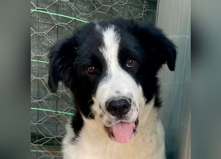 LAMPO - bald auf Pflegestelle in Sachsen