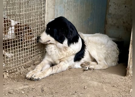 LAMPO - bald auf Pflegestelle in Sachsen