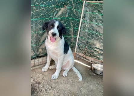 LAMPO - bald auf Pflegestelle in Sachsen