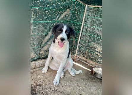 LAMPO - bald auf Pflegestelle in Sachsen