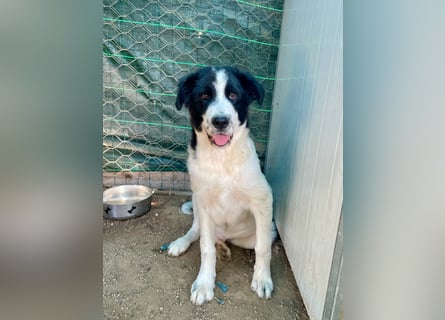 LAMPO - bald auf Pflegestelle in Sachsen