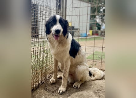 LAMPO - bald auf Pflegestelle in Sachsen