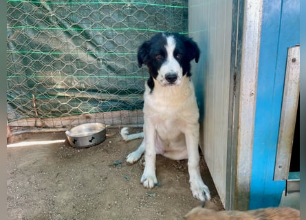 LAMPO - bald auf Pflegestelle in Sachsen