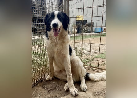 LAMPO - bald auf Pflegestelle in Sachsen