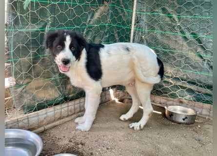 LAMPO - bald auf Pflegestelle in Sachsen