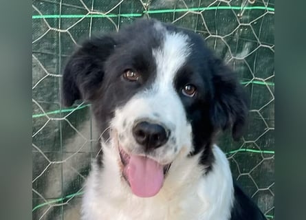 LAMPO - bald auf Pflegestelle in Sachsen