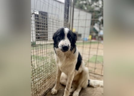 LAMPO - bald auf Pflegestelle in Sachsen