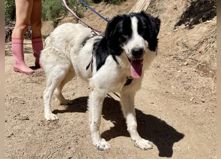 LAMPO - bald auf Pflegestelle in Sachsen