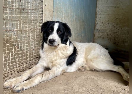 LAMPO - bald auf Pflegestelle in Sachsen