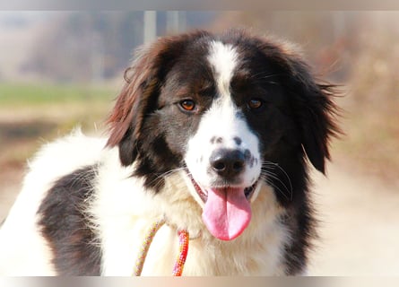 Herdenschutzhündin Tilda sucht ein Zuhause