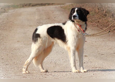 Herdenschutzhündin Tilda sucht ein Zuhause