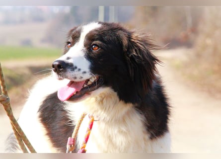 Herdenschutzhündin Tilda sucht ein Zuhause