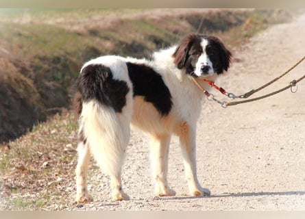 Herdenschutzhündin Tilda sucht ein Zuhause