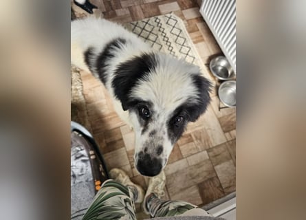 Schnuffel - Dreibein sucht liebevolles Zuhause (D/LUX/CH)