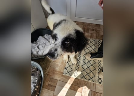 Schnuffel - Dreibein sucht liebevolles Zuhause (D/LUX/CH)
