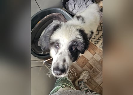 Schnuffel - Dreibein sucht liebevolles Zuhause (D/LUX/CH)