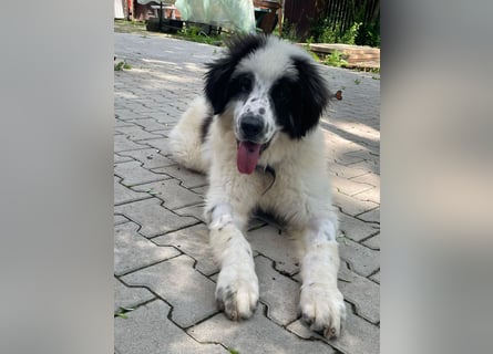 Schnuffel - Dreibein sucht liebevolles Zuhause (D/LUX/CH)