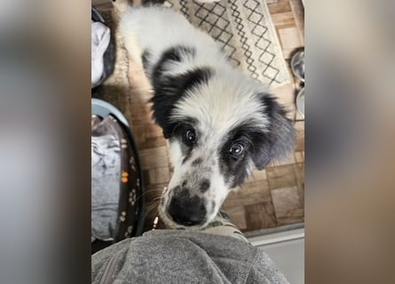 Schnuffel - Dreibein sucht liebevolles Zuhause (D/LUX/CH)