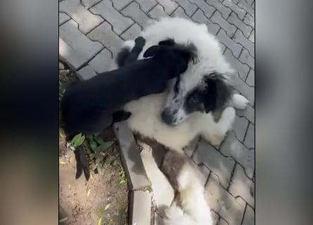 Schnuffel - Dreibein sucht liebevolles Zuhause (D/LUX/CH)