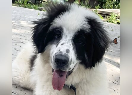 Schnuffel - Dreibein sucht liebevolles Zuhause (D/LUX/CH)